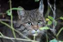 Kočka divoká - Wildcat (Z)
