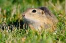 Sysel - European ground squirrel(W)