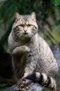 Kočka divoká - Wildcat (Z)