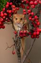 Plšík lískový - Hazel Dormouse (Z)