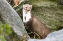 Kuna skalní - Stone marten (Z)
